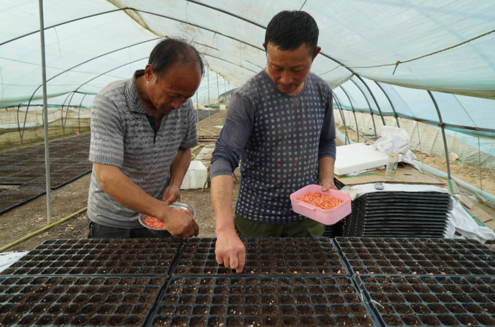 果蔬專業合作社育苗工廠,200餘畝果蔬育苗大棚內,有機花菜,西瓜,辣椒