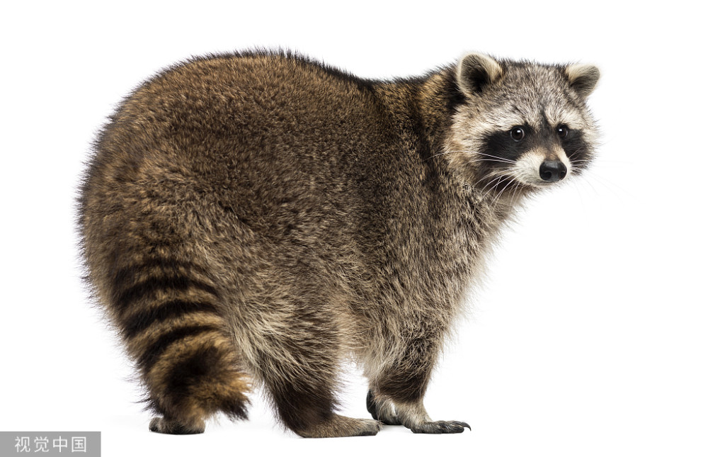 普通浣熊的社会性和空间行为你知道吗