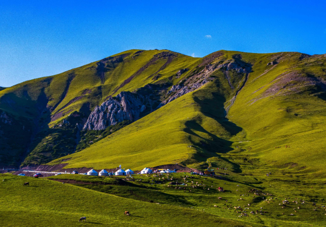 云游|乌孙山下 顶冰花开 骄傲而美丽!