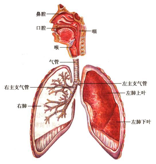 呼吸系統常見疾病及用藥指導