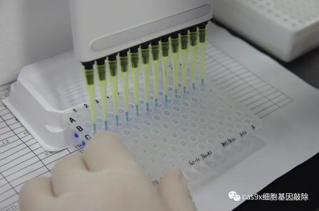 pcrrtpcrqrtpcr实验区别