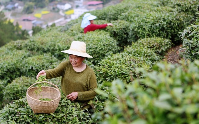 组图重庆巫山春茶绿清明节前采茶忙