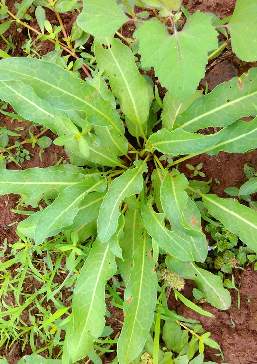 它叫牛耳大黄,又叫牛舌草,羊蹄棵,土大黄等名字,国内的大部分地方都有