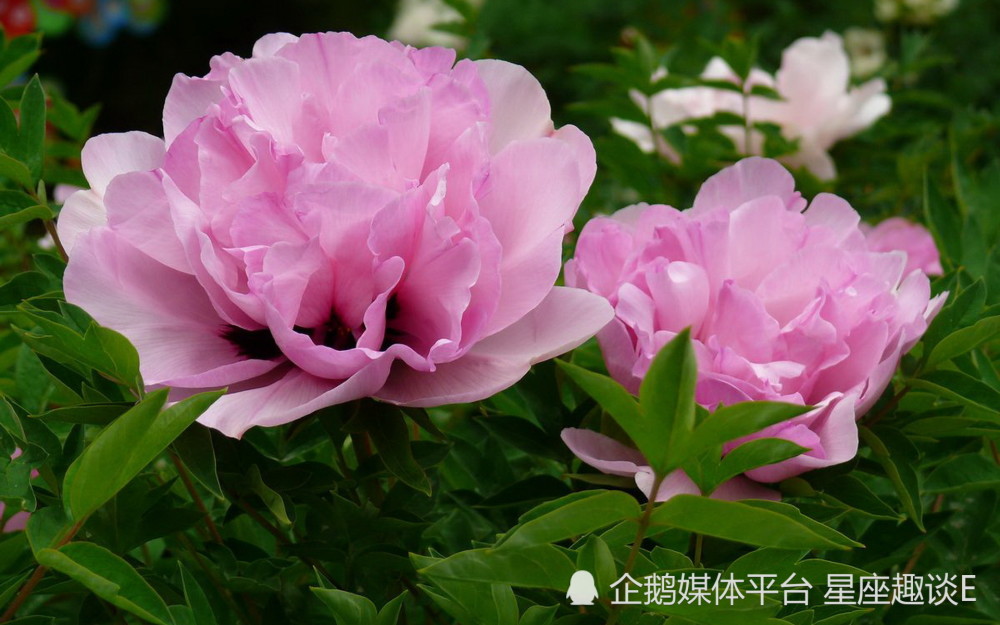 3月15日 19日爱情运势 喜鹊传情 真爱登陆的四大星座 腾讯新闻