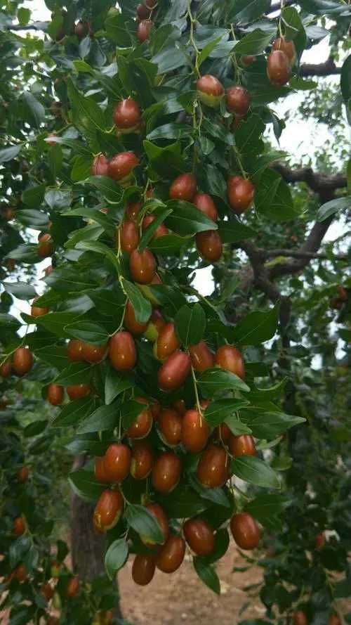 青未了院中有棵老枣树