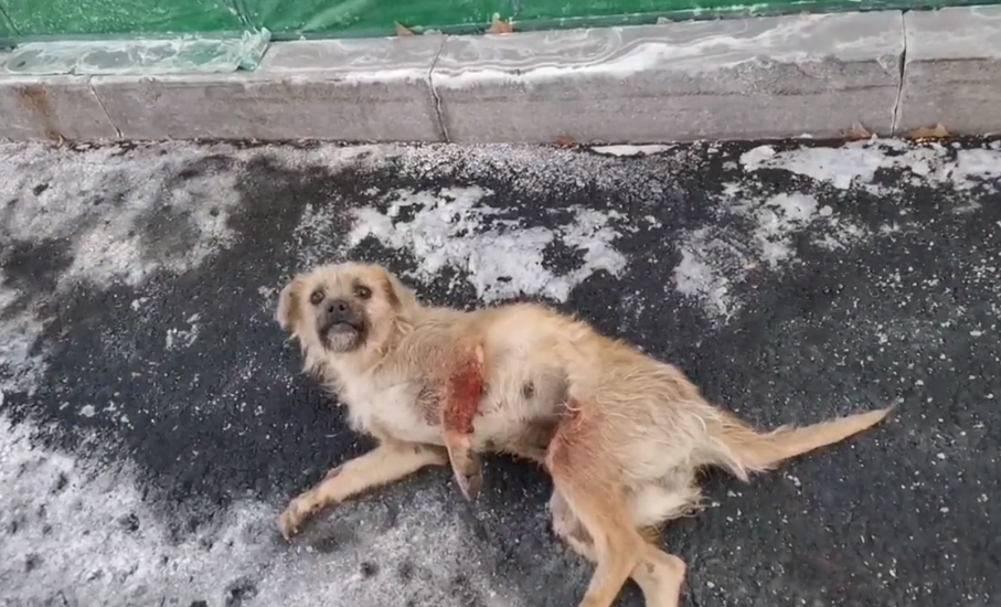 无助流浪狗等来救助,却没能活下去,小姐姐:也许它太疼了,睡着就不愿醒