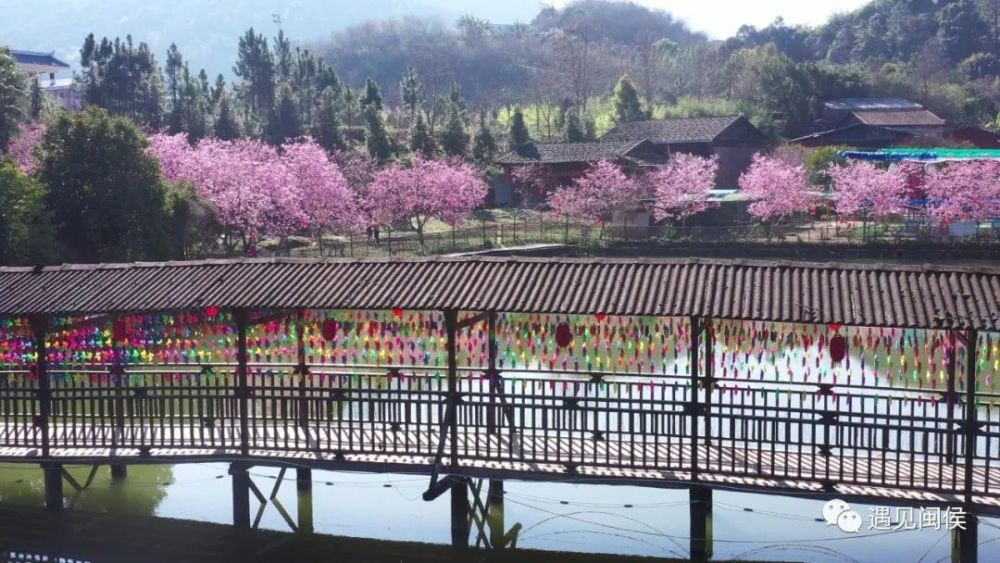 看闽侯丨乘着春风趁着暖阳来龙台山漫步樱花林