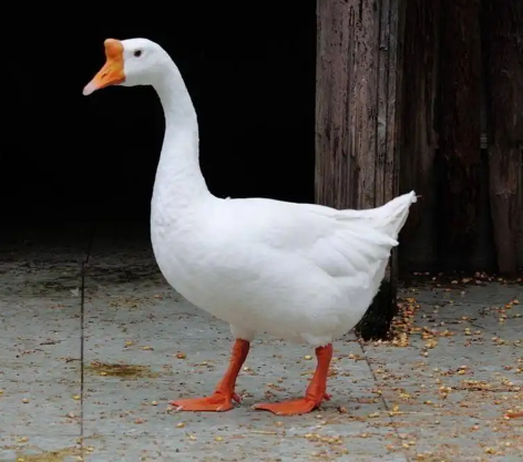 农村"三霸"之首的大鹅战斗力有多强?舌头上都有牙齿_腾讯新闻