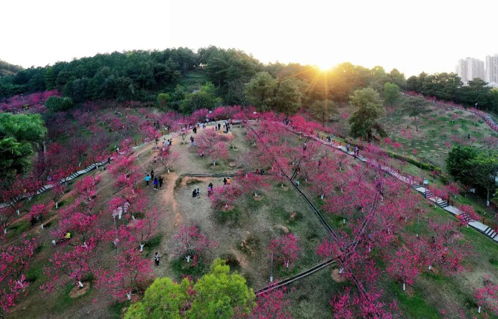 平南龚州公园桃花朵朵开走赏花去