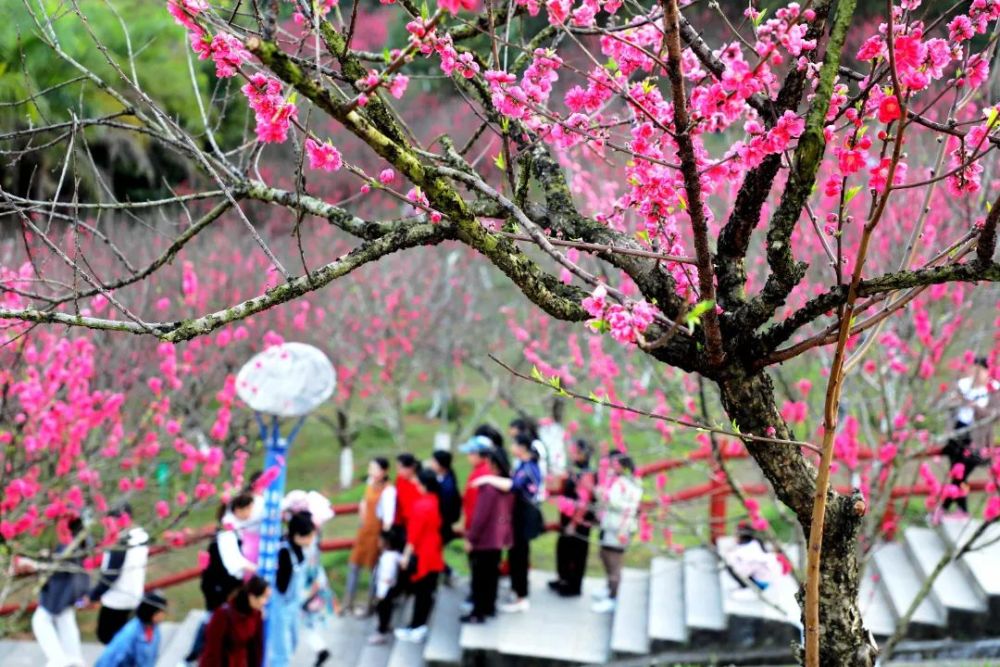 平南龚州公园桃花朵朵开走赏花去