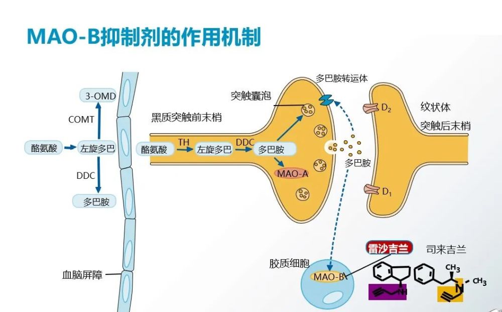 前面我們已經講過多巴胺受體激動劑,今天就來說說單胺氧化酶b抑制劑.