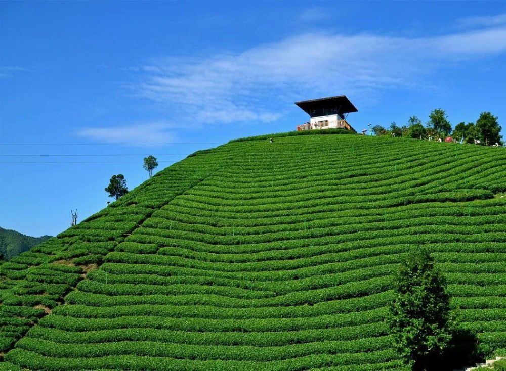 春暖花开茶芽绿广西昭平采茶忙