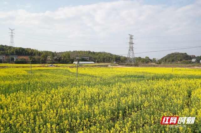 红网时刻衡阳3月14日讯(通讯员 唐帆 顾子涵 王良凯)一年春景莫错过