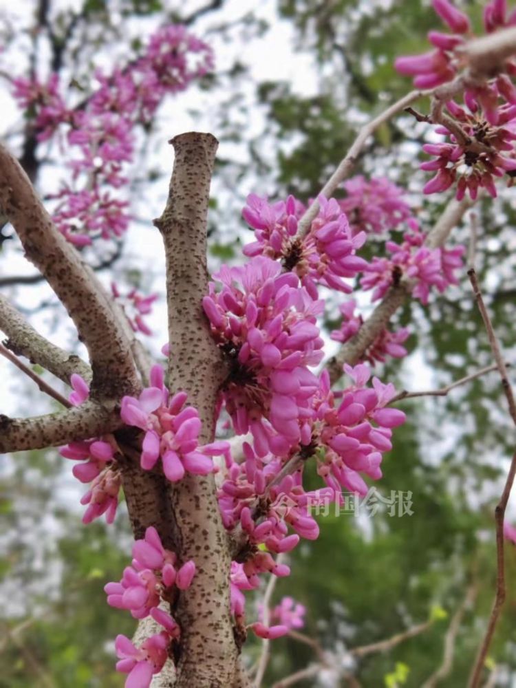 美 柳州街头紫荆怒放 开出一簇簇紫红色绚丽小花 腾讯新闻