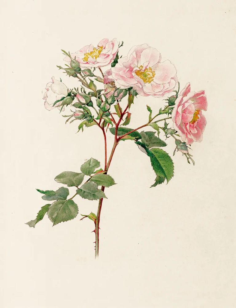 承担人类浪漫的植物为何是玫瑰 玫瑰之书 腾讯新闻