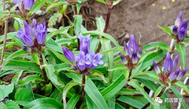 教你学中药——秦艽_腾讯新闻