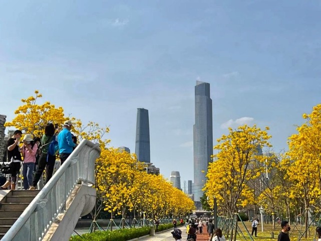 2022年3月12日,广州市海珠区磨碟沙公园内,成排的黄花风铃木惊艳绽放