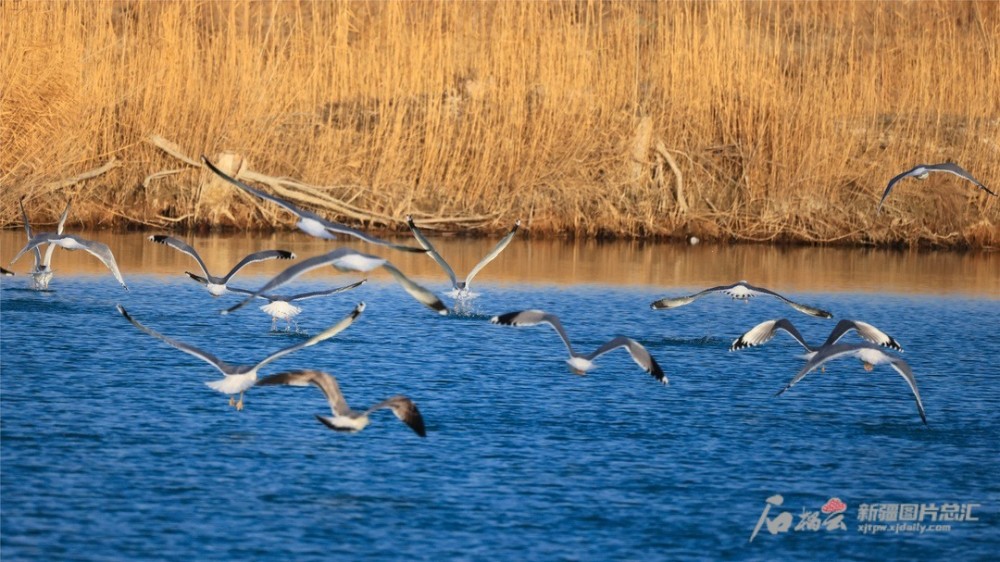 从春天开始一眼看尽博斯腾湖的春夏秋冬