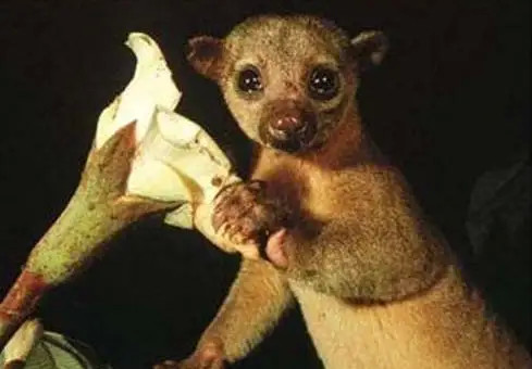 卷尾浣熊是食肉动物中唯二一种具有缠绕尾的动物之一