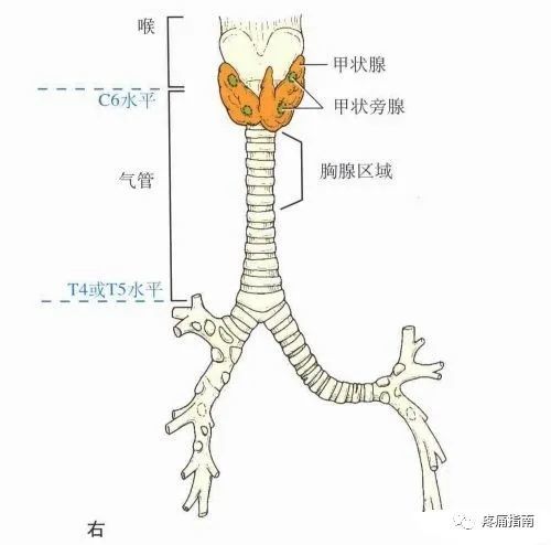 體表定位標誌