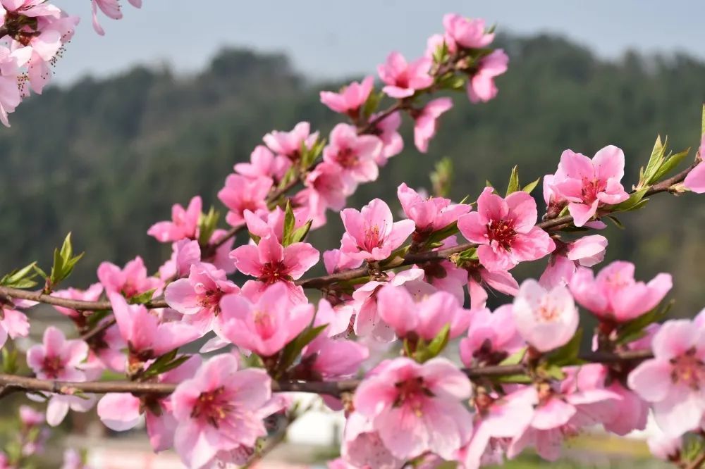 桃花开了昭化朝阳村桃花将进入盛花期漫山遍野犹如梦境