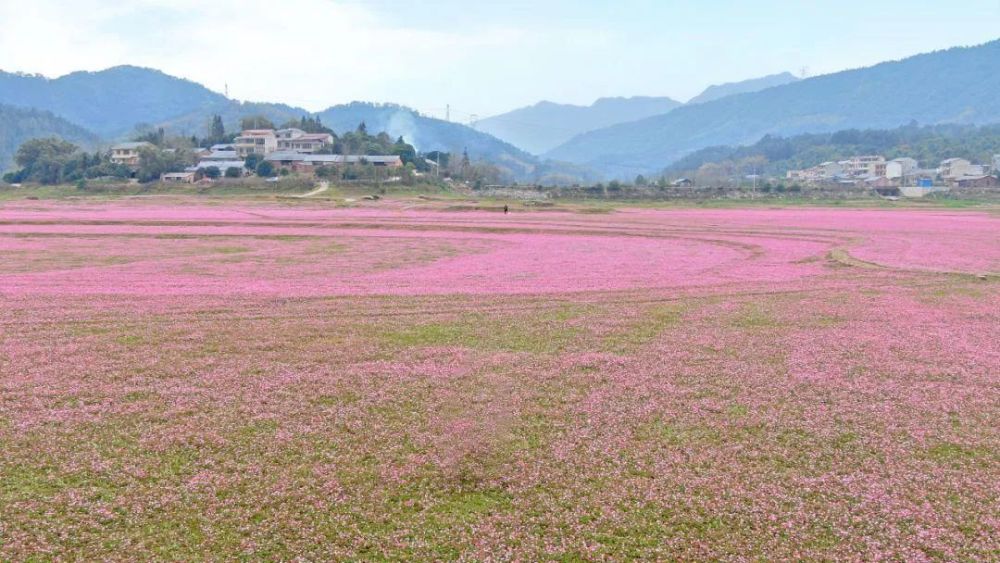 在靈川青獅潭公平湖邊,有一片所有紫雲英火了.