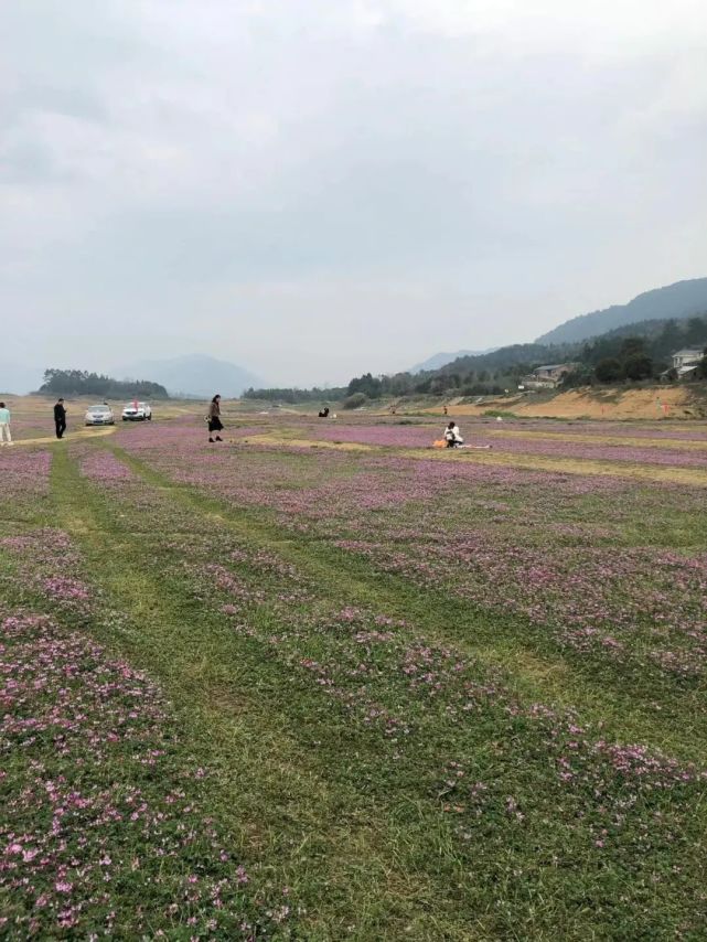 在靈川青獅潭公平湖邊,有一片所有紫雲英火