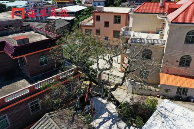 10日,记者来到洪濑镇东林村,在75岁村民黄文杰的带领下,看到了这棵