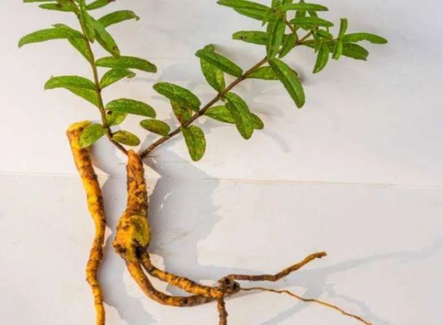 黄芩的功效与作用,黄芩的用法及用量