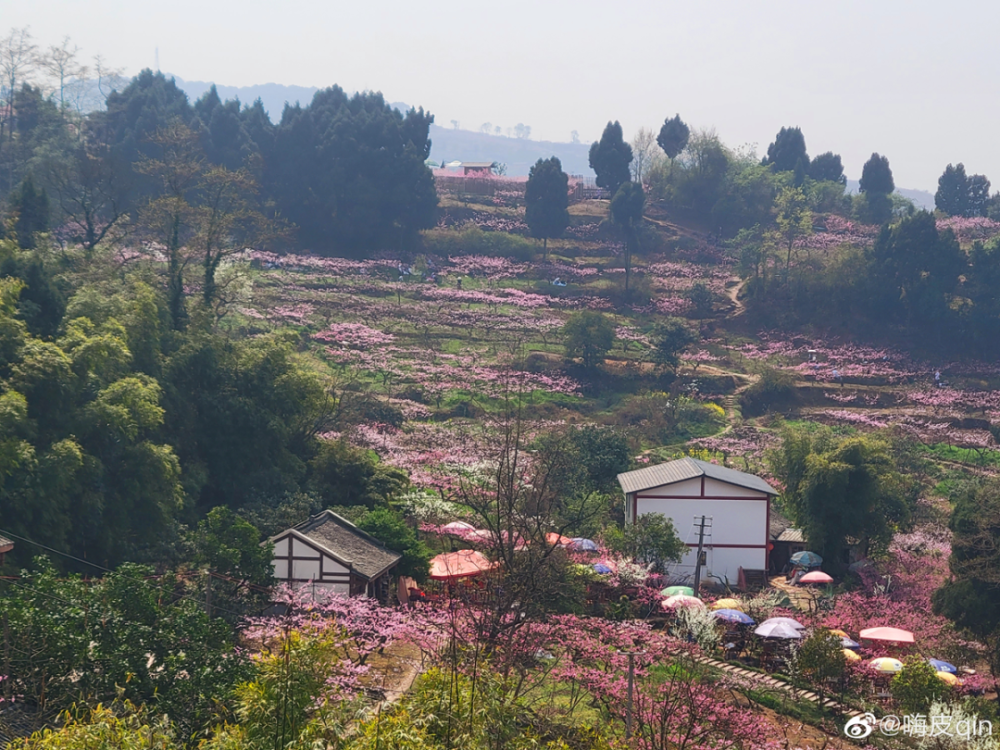 在公園 繁花盛開|即將進入盛花期,這份桃花觀賞地圖請查收～_騰訊新聞