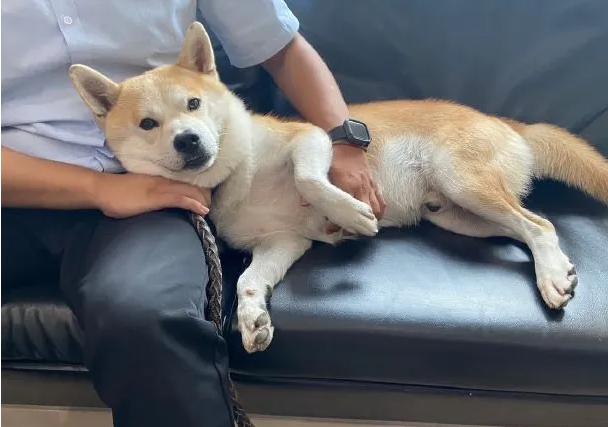 狗狗喜欢挨着主人睡并不是喜欢你有这些原因