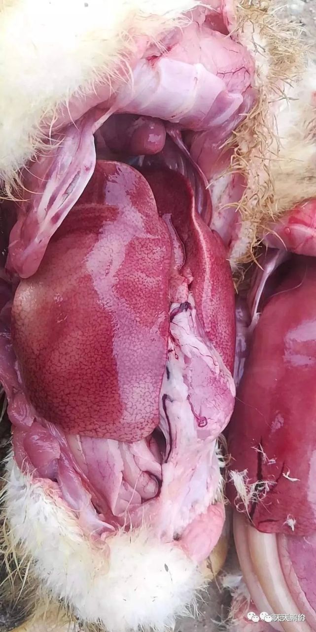 治疗方案:金利安 甘泰乐【金利安】针对黄病毒,腺病毒,温流,圆环病毒