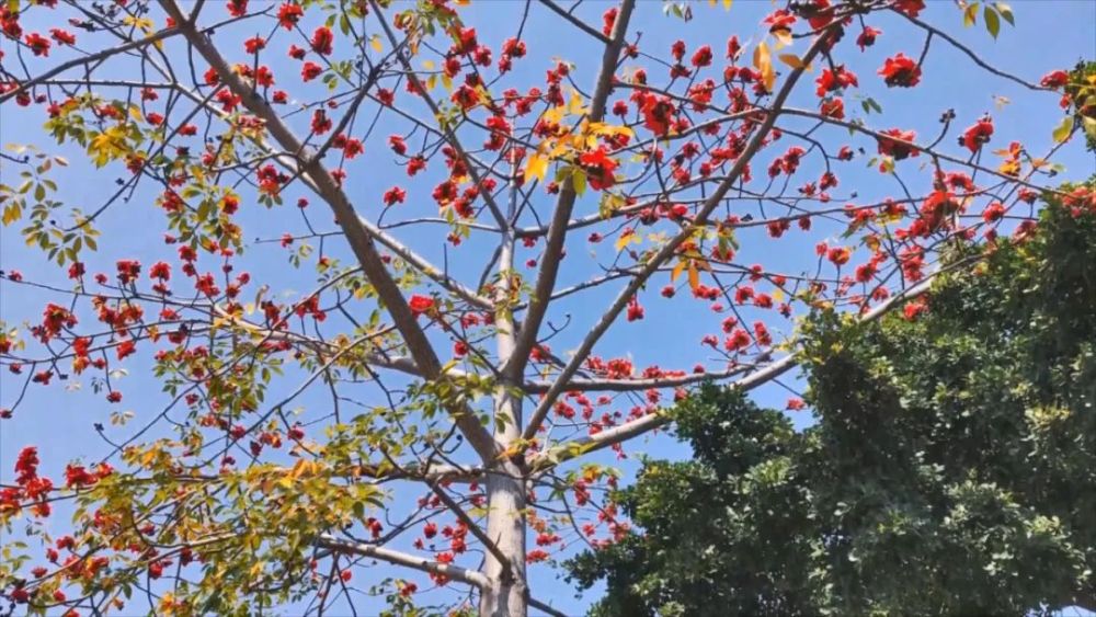木棉花开红艳艳竞相绽放闹春来