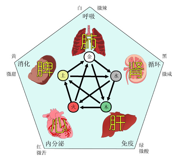 五禽戏对应五脏图图片