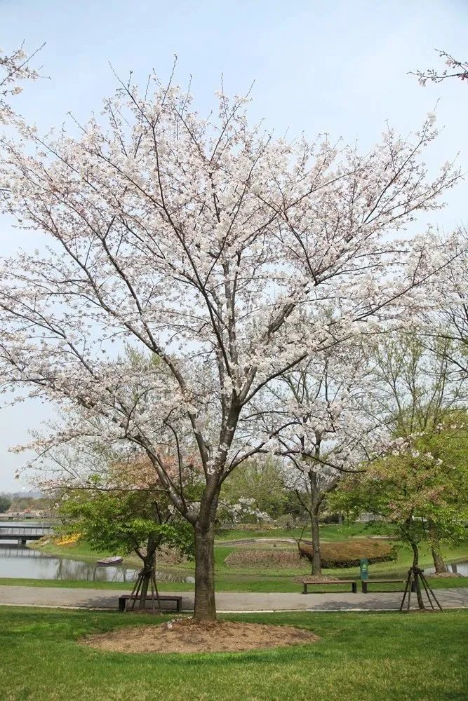 櫻花快訊第一枝染井吉野櫻開了雲賞櫻指南請收