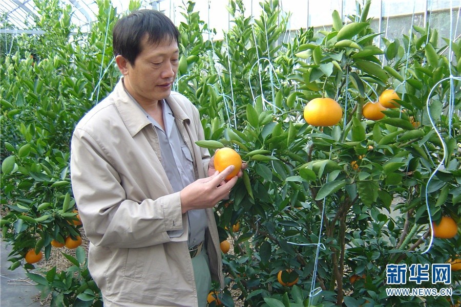 农业推广研究员马学林扎根丽江做推广花满枝头果满园