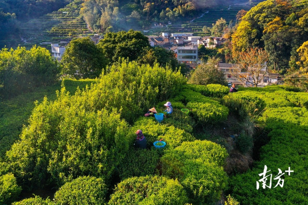 只此青绿凤凰山赏最美茶园春色南方拍客看广东