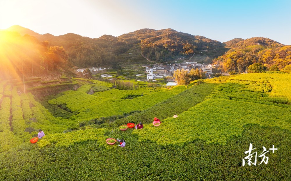 只此青绿凤凰山赏最美茶园春色南方拍客看广东
