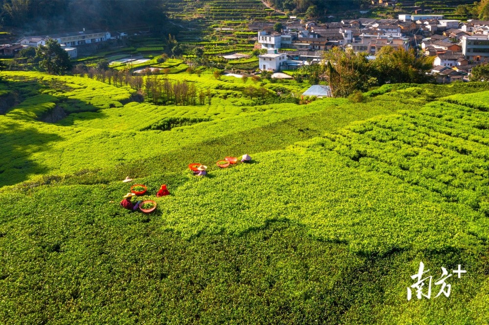 只此青绿凤凰山赏最美茶园春色南方拍客看广东