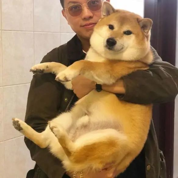 刷屏几亿人表情包的柴犬cheems正成为下一个doge