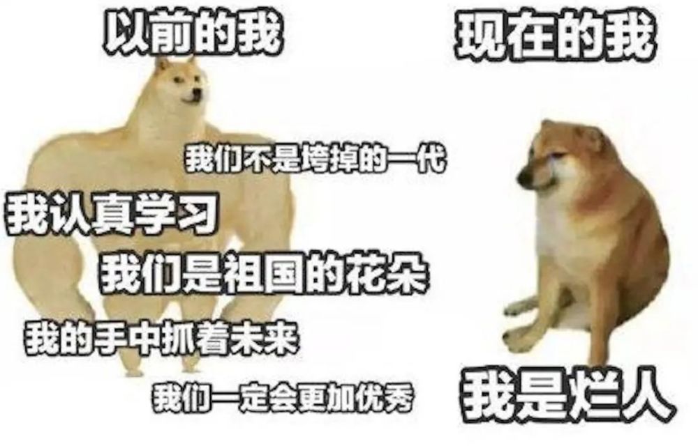 刷屏幾億人表情包的柴犬cheems,正成為下一個doge_騰訊新聞