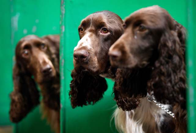 (外代二線)英國克魯弗茲犬展