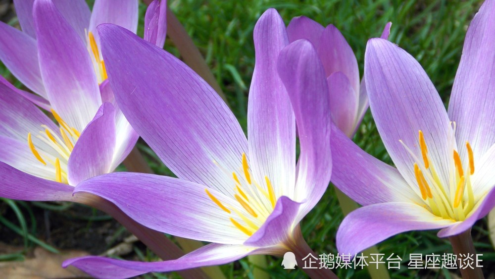 3月16日 日愛情運勢 迎難而上 邁過坎坷的四大星座 天天看點