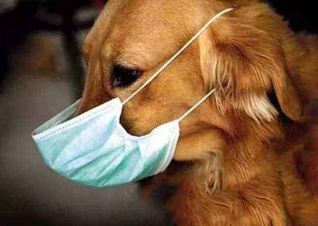 犬冠状病毒病是常见狗狗传染病之一,一般情况下犬冠状病毒感染犬多为