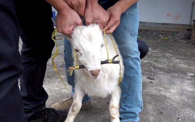 小羊羔肚子胀气怎么治疗?