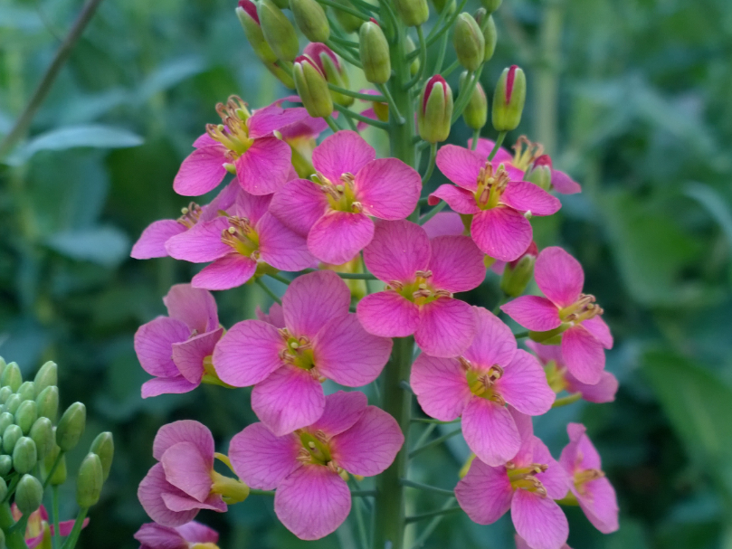 又添11色江农er陪你看56色油菜花