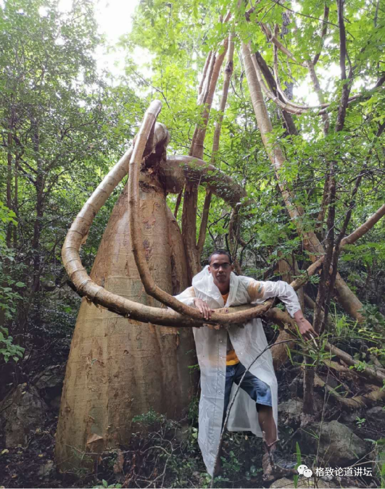在全世界的石灰岩山地,虽然雨量不一定少,但是存水能力特别差.