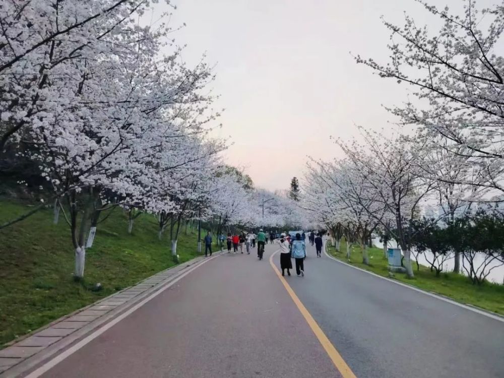 太美啦團城山公園櫻花進入顏值巔峰