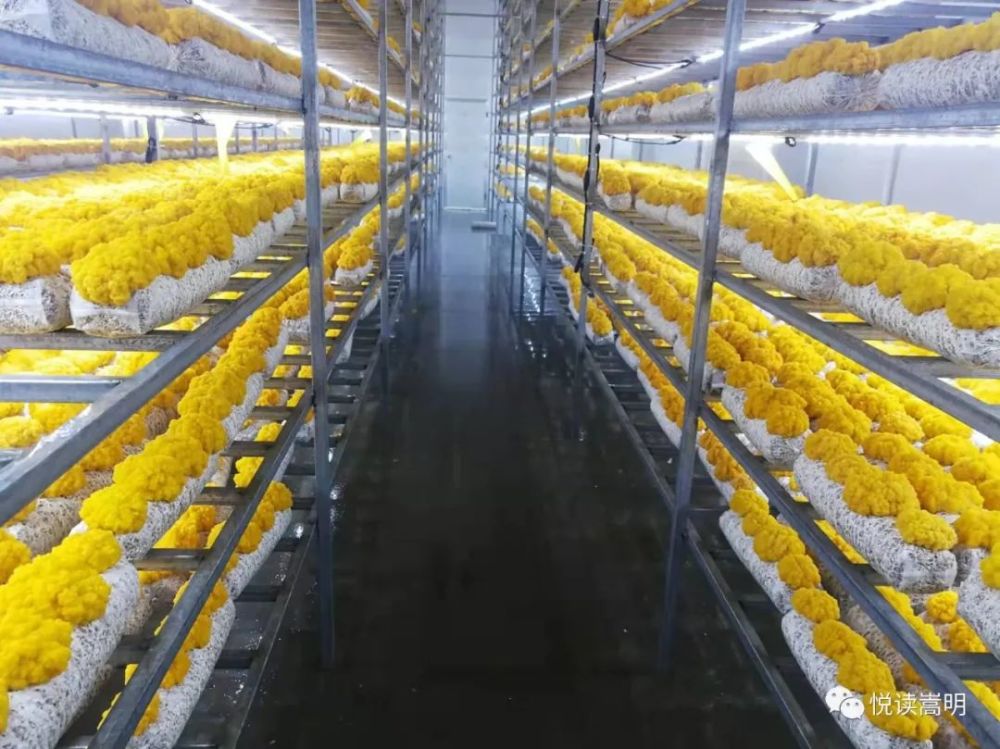 菌视界公司金耳栽培工厂二期今年1月份已经出菇,达到