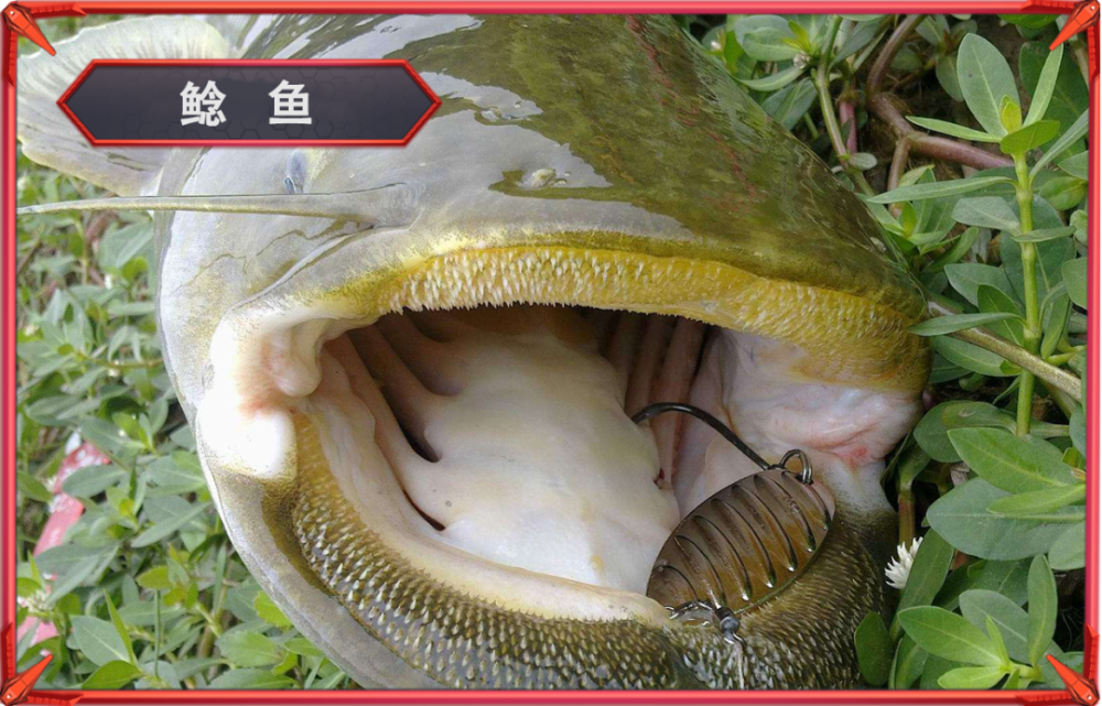 原产亚马逊"怪异鲶鱼",如今入侵中国河流——红尾鲶